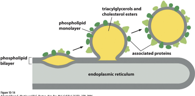 <ul><li><p>storage for excess lipid from where they can be retrieved as building blocks for membrane synthesis or as a food source fueling metabolic energy generation </p></li><li><p>surrounded by a phospholipid monolayer </p></li></ul>