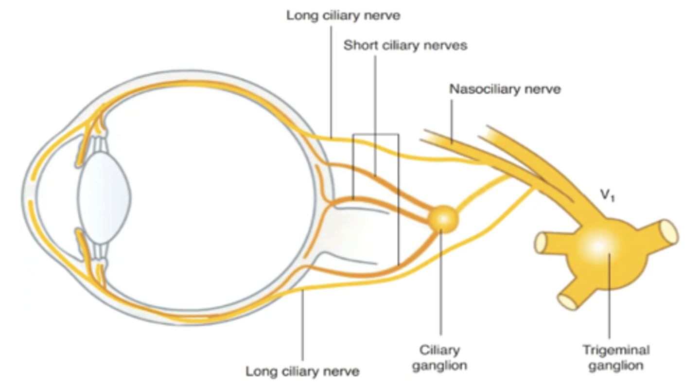 <p>Ciliary muscles</p>