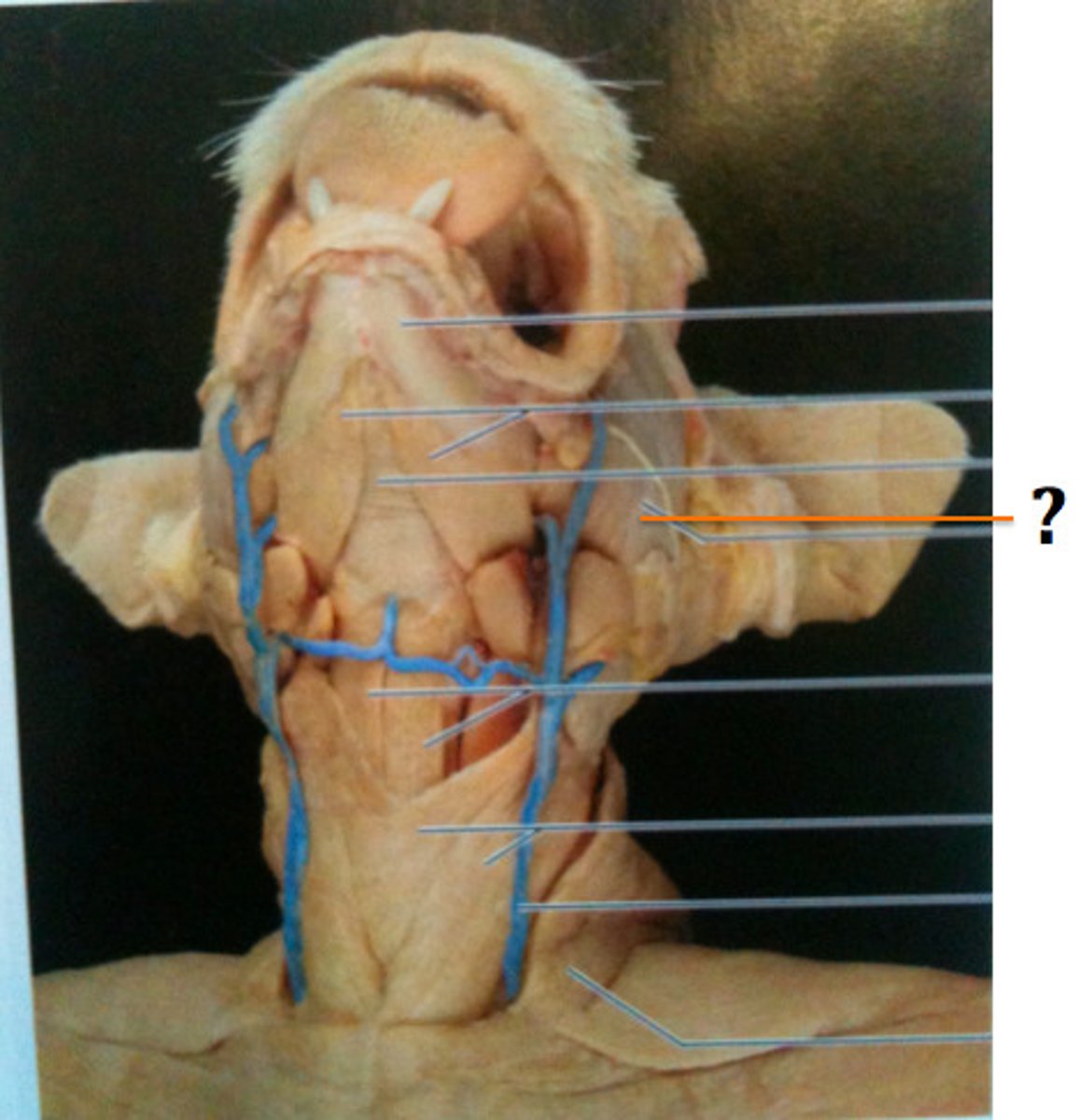 knowt flashcard image