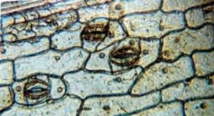 <ul><li><p>1833</p></li><li><p>Took microscope and saw the nucleus of the cell</p></li></ul><p></p>