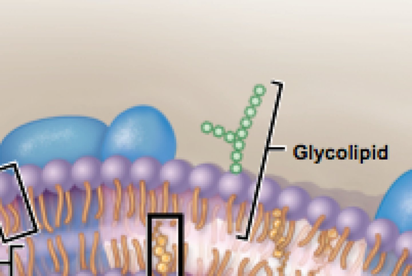 <p>a lipid with attached carbohydrates</p>