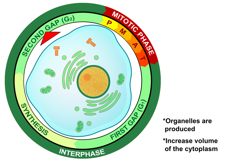 <p>G2 (Gap 2) is the 3rd phase of the Cell Cycle</p><p></p><p>The cell grows even more and makes proteins and organelles &amp; begins to reorganize its contents in more preparation for mitosis</p>