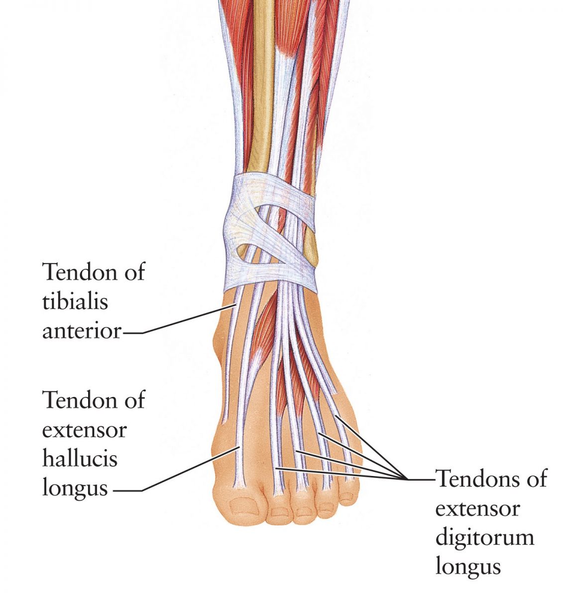 <p>What muscle begins lateral on the lower leg and ends medial on the hallux?</p>