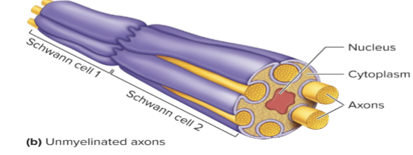 <p>Axons rest in invaginations of associated Schwann cells or oligodendrocytes but are not wrapped by them</p>