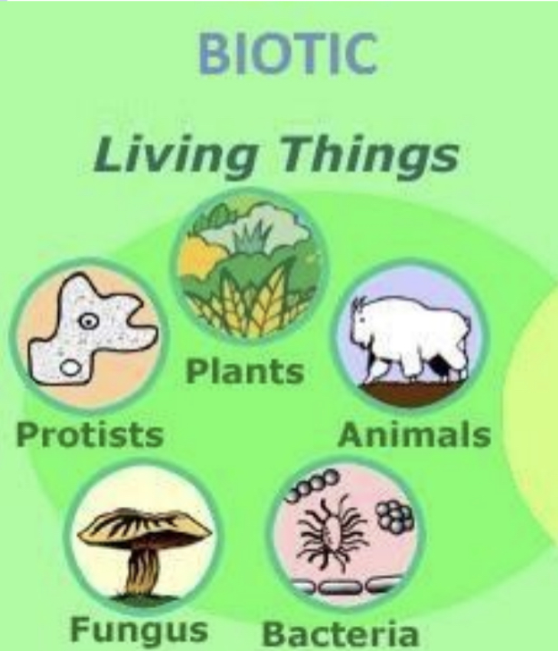 Living things

All the organisms living in the area