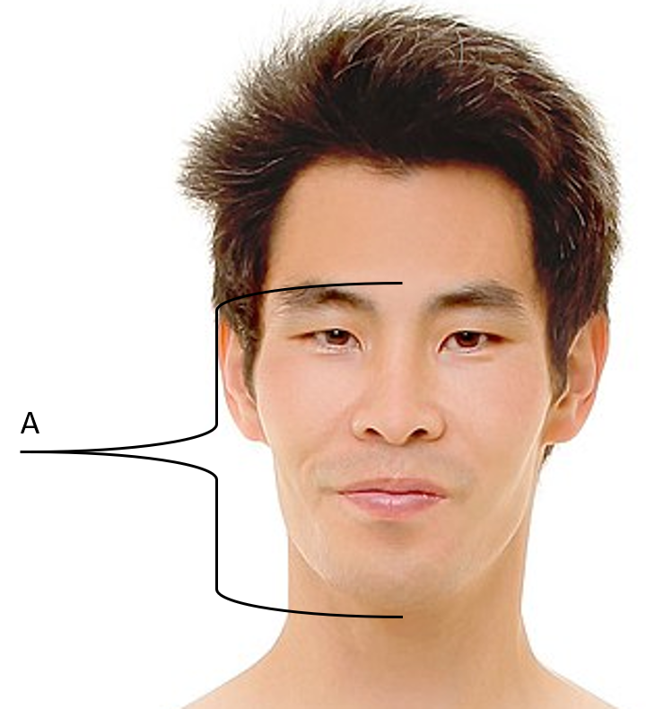 <p><span><span>Identify the gross anatomical region labeled A</span></span></p>