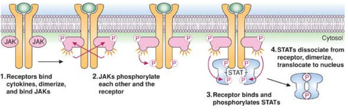 <ul><li><p>binding of cytokine(paracrine) activates receptor to dimerize</p></li><li><p>binds Jak proteins which then phosphorylate each other and the receptor</p></li><li><p>STAT proteins bind and then phosphorylated by Jak Proteins</p><ul><li><p>this triggers stats to dissosiate from receptor and dimerize</p></li><li><p>these move to nucleus to bind to genes, alter transcription</p></li><li><p>assembly of transcription factor</p></li></ul></li><li><p>deals with inflammatory pathways</p></li><li><p>THESE RECEPTORS ARE NOT KINASES</p></li></ul><p></p>