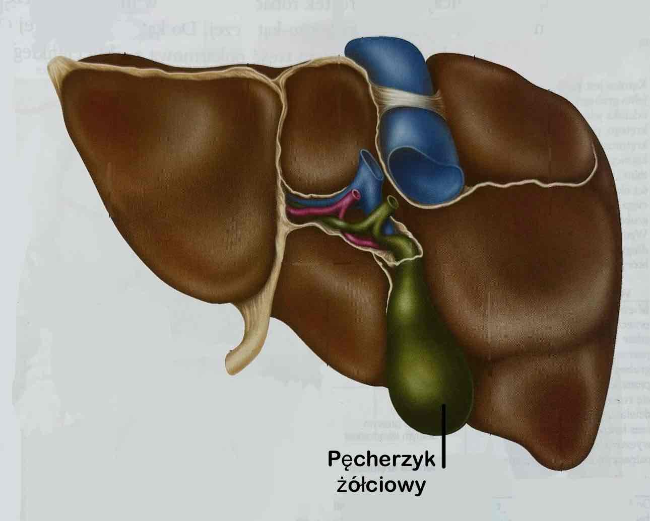 <p>Pęcherzyk żółciowy</p>