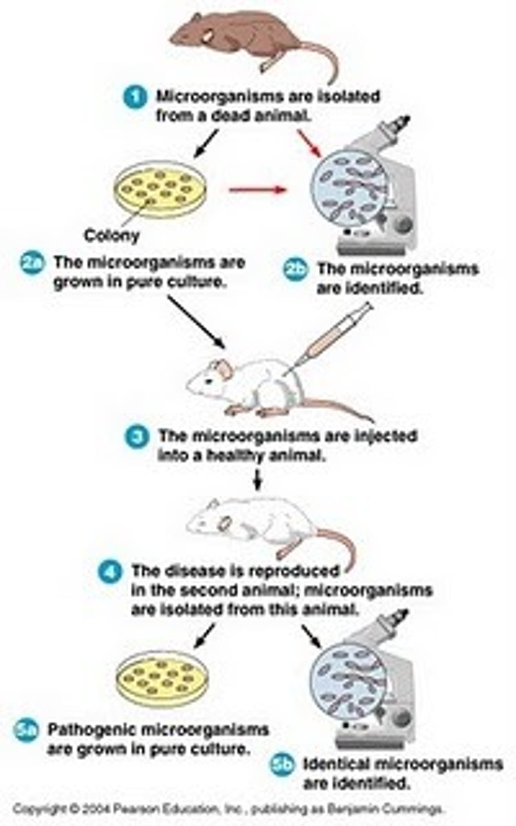 <p>- The microbe is found in all cases of the disease</p><p>- The microbe is isolated from the diseased host and grown in pure culture</p><p>- Introducing the microbe into a healthy susceptible host, causes the disease</p><p>- The same strain of microbe is obtained from the newly diseased host</p>