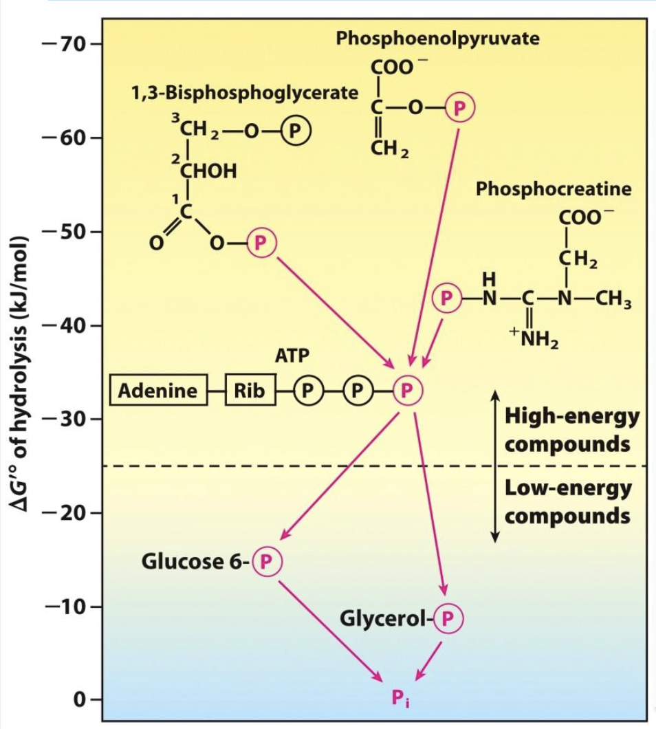 <p>Metabolic process where ATP is directly synthesized by transferring P group from a high-energy substrate directly to ADP.</p><p>→ Step 7: 1,3-BPG + ADP → 3-Phosphoglycerate + ATP by enzyme <strong>phosphoglycerate kinase</strong></p><p>→ Step 10: Phosphoenolpyruvate (PEP) + ADP + H⁺ → pyruvate + ATP by enzyme<strong> pyruvate kinase</strong></p>