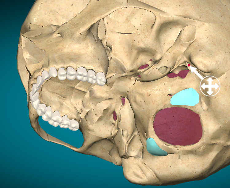 <p>Styloidmastoid foramen</p>