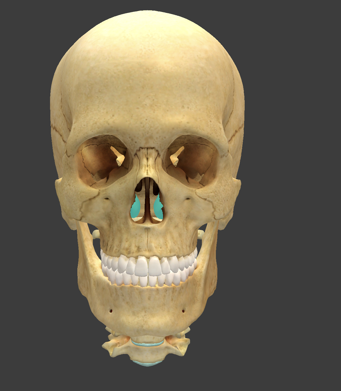 <p>What is this facial bone?</p>