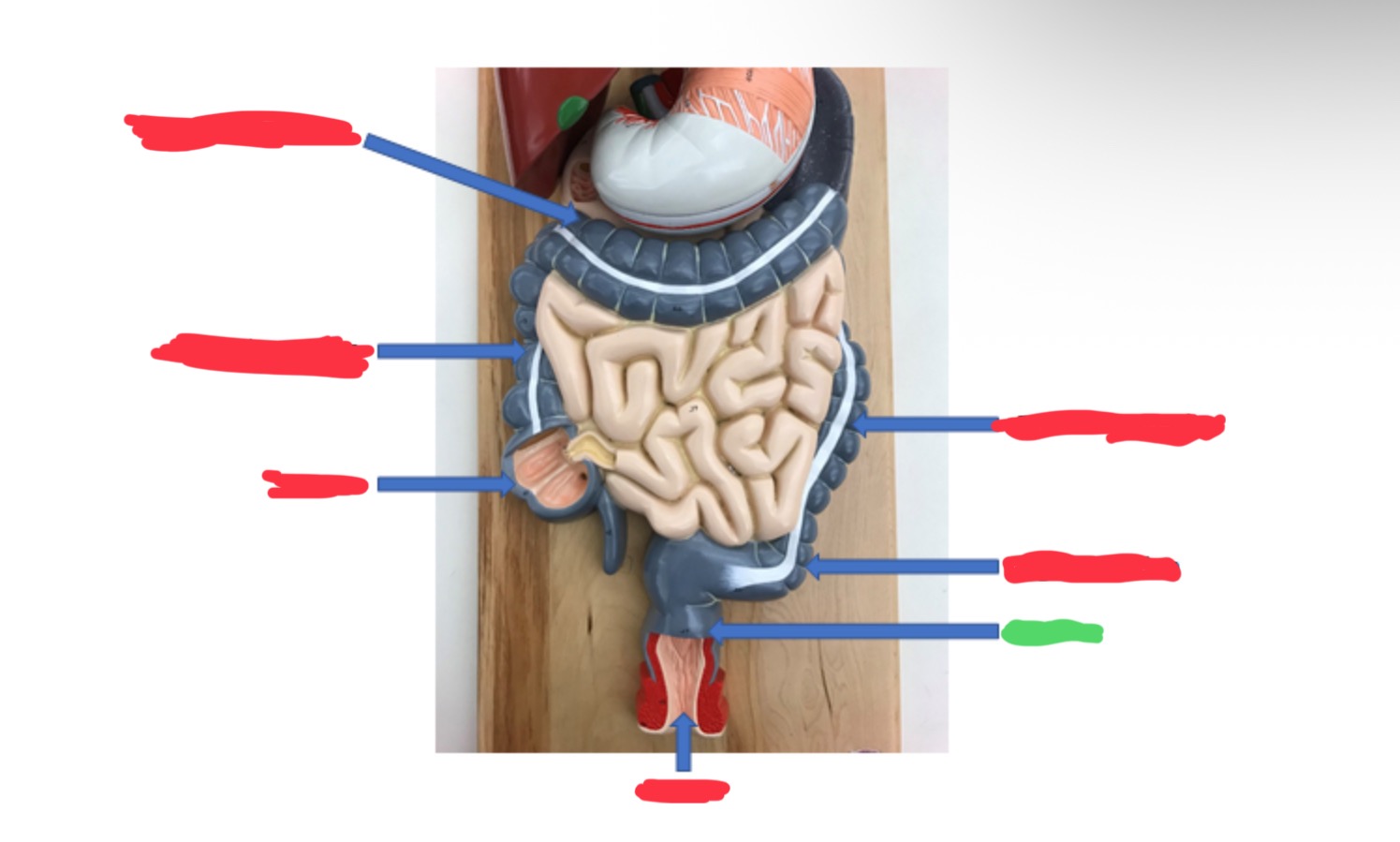 knowt flashcard image