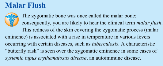 <p>The zygomatic bone was once called the malar bone; consequently, you are likely to hear the clinical term malar flush. This redness of the skin covering the zygomatic process (malar eminence) is associated with a rise in temperature in various fevers occurring with certain diseases, such as tuberculosis. A characteristic “butterfly rash” is seen over the zygomatic eminence in some cases of systemic lupus erythematosus disease, an autoimmune disease.</p>