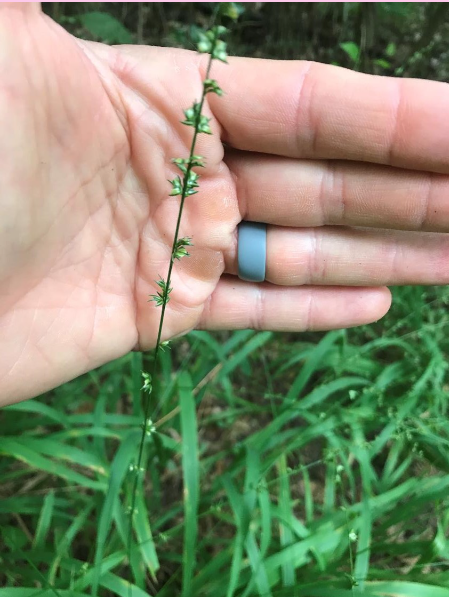 <p>What are the genus and specific epithet of this plant? Hint: hairs on base of stem</p>