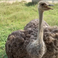 <p>Ostrich </p>