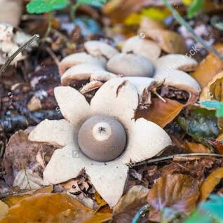 <p>Earthstar Mushroom - Basidiomycota</p>