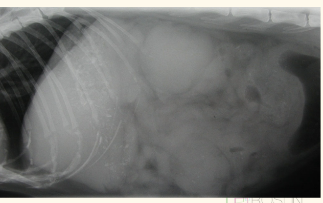 <p>lots can be palpated</p><ul><li><p>Internal lymph node enlargement </p><ul><li><p>sublumbar lymphadenopathy </p></li><li><p>mesenteric lymphadenopathy</p></li></ul></li><li><p>Hepato/splenomegaly </p></li><li><p>Peritoneal effusion </p></li><li><p>Concurrent disease</p></li></ul><p></p>