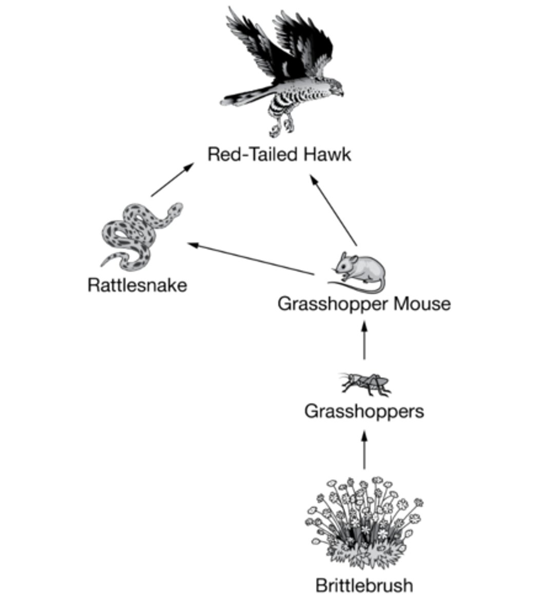 <p>Brittlebrush, grasshopper, grasshopper mouse, rattlesnake, red-tailed hawk</p>