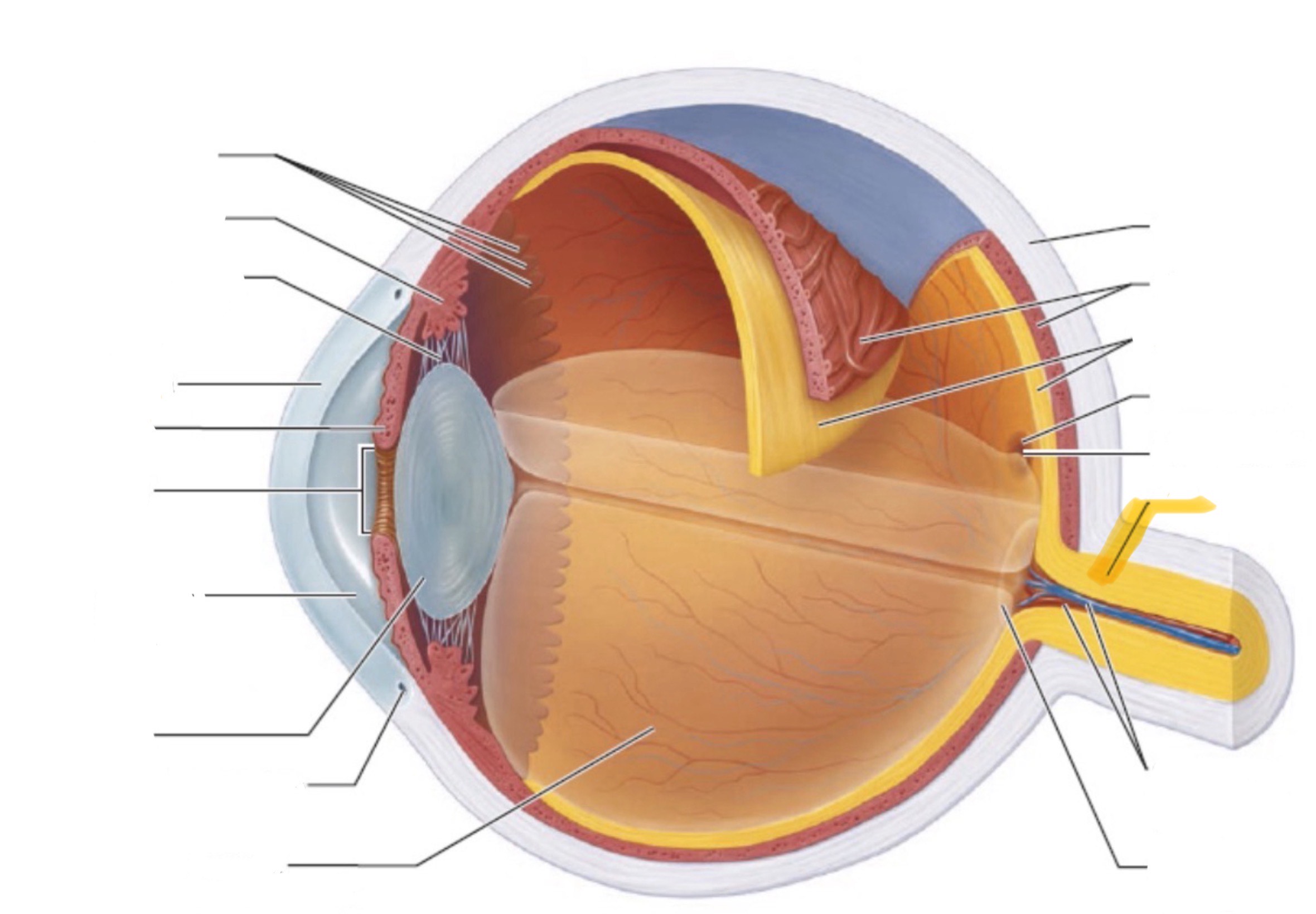 <p>What is the highlighted part of the eye?</p>
