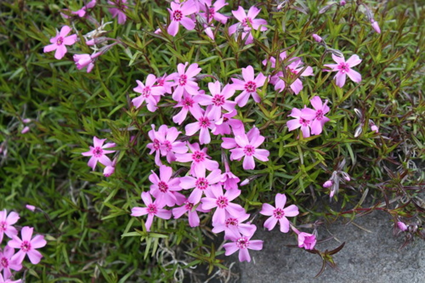 <p>groundcover; mats of foliage</p><p>leaves: needle like; get prickly with age</p><p>blooms: 5 fused petals; hot pink, candy striped, white</p>