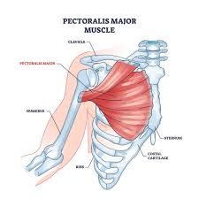 <p>Pectoralis Major </p>