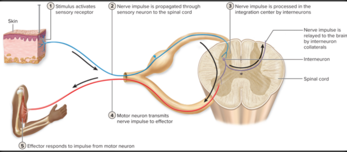 <p>3 components of reflex</p>