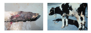 <p>Gangrene of ears, tail and hooves</p><p>Lameness, cold extremities </p>