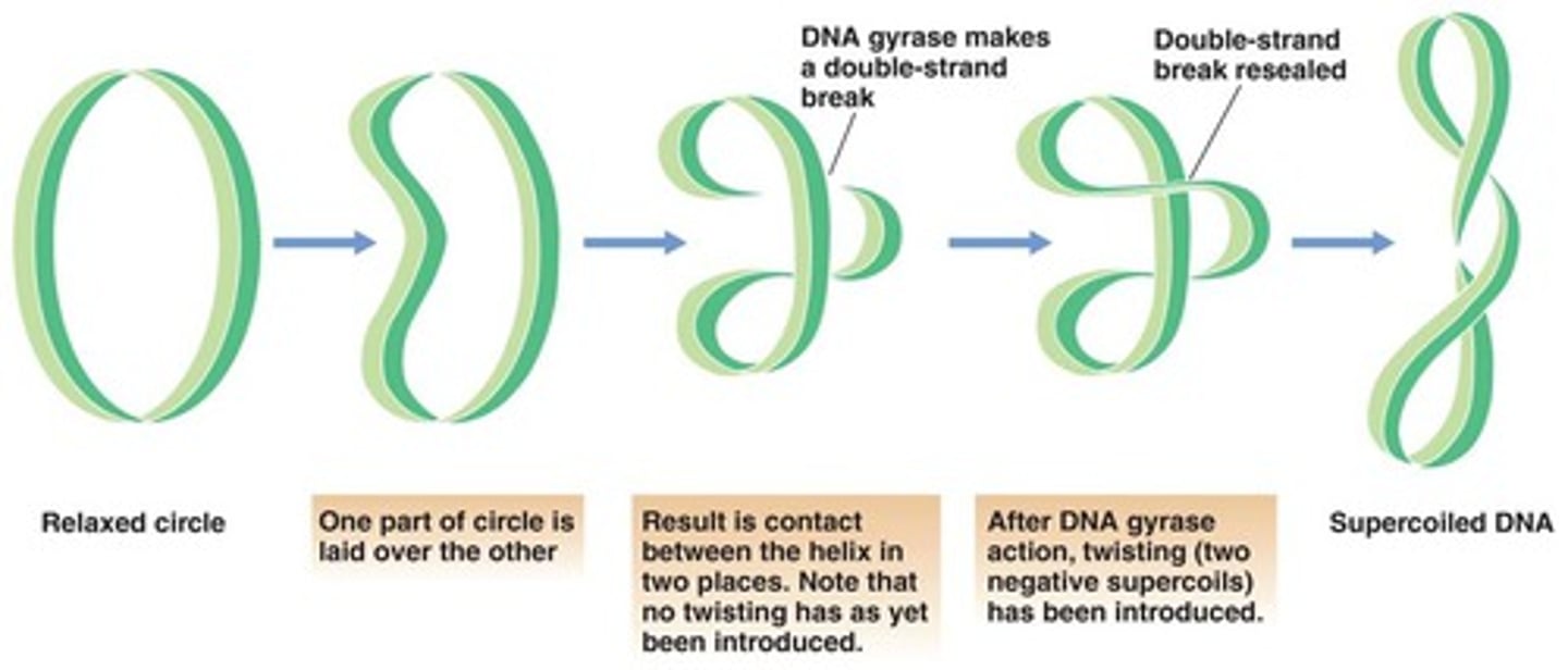 <p>DNA strands being twisted around themselves so they're compact</p>
