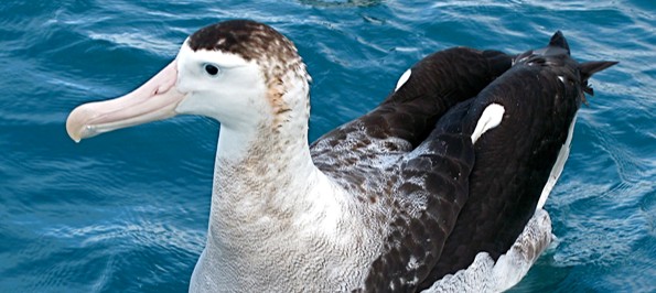 <p>- pelagic, palmate feet</p><p>● bill hooked, nostrils tubular</p><p>● wings long, narrow</p><p>● mostly black and gray</p>
