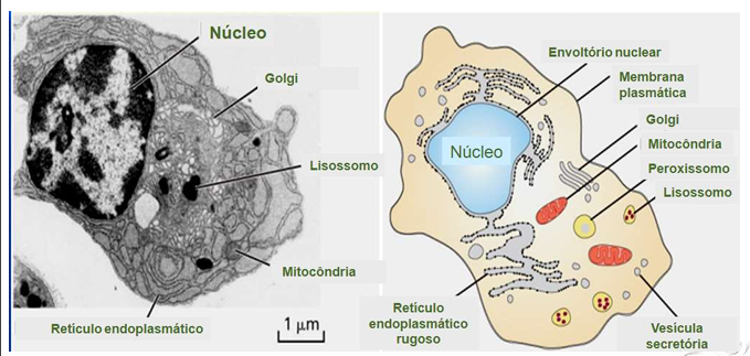 <p>Possuem núcleo definido envolto por membrana e diversas organelas membranosas </p>