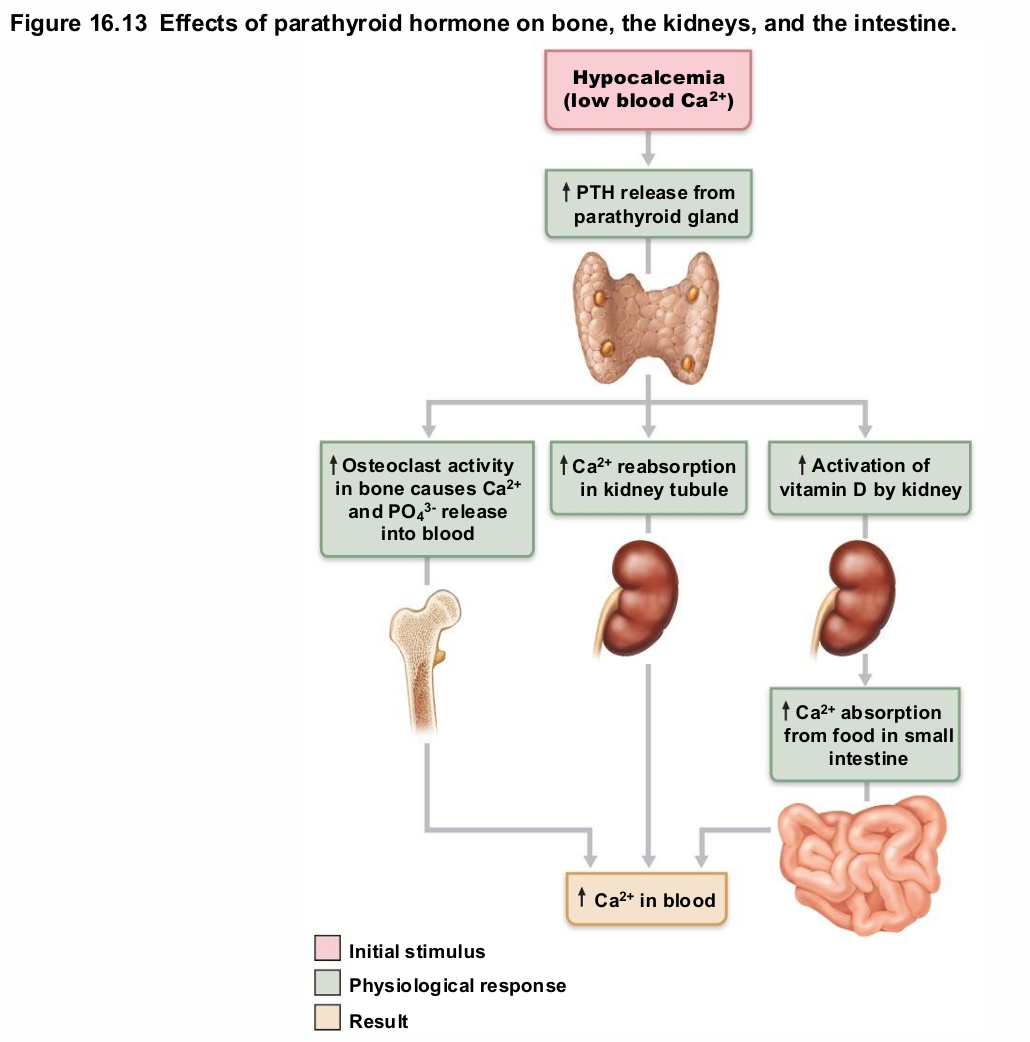 <ul><li><p>Functions</p><ul><li><p>Stimulates osteoclasts to digest bone matrix and&nbsp;<span style="background-color: transparent; font-size: 1.6rem;"><span>release Ca2+ to blood</span></span></p></li><li><p>Enhances reabsorption of Ca2+ and secretion of&nbsp;<span style="background-color: transparent; font-size: 1.6rem;"><span>phosphate by kidneys</span></span></p></li><li><p>Promotes activation of vitamin D (by kidneys);&nbsp;<span style="background-color: transparent; font-size: 1.6rem;"><span>increases absorption of Ca2+ by intestinal mucosa</span></span></p></li></ul></li><li><p>Negative feedback control: rising Ca2+ in blood&nbsp;<span style="background-color: transparent; font-size: 1.6rem;"><span>inhibits PTH release</span></span></p></li></ul><p></p>