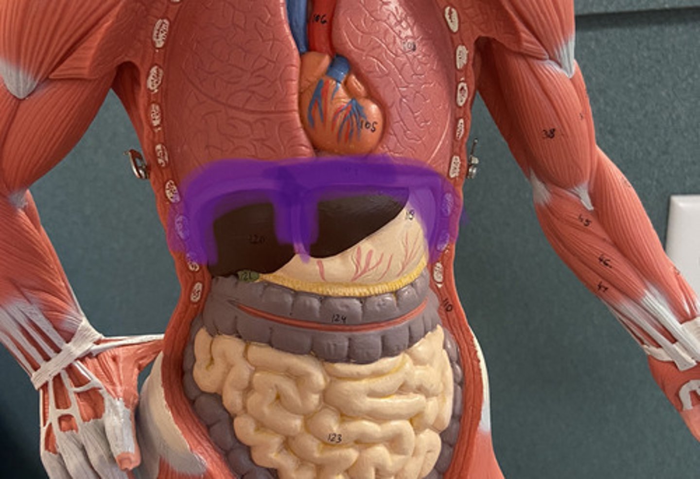 knowt flashcard image