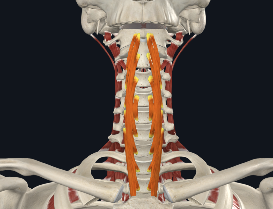 <p><strong>Nombre alterno: X</strong></p><p><strong><mark data-color="yellow" style="background-color: yellow; color: inherit">Orígen: </mark></strong></p><p><mark data-color="yellow" style="background-color: yellow; color: inherit">Porción superior: Tubérculos anteriores C3-C5</mark></p><p><mark data-color="yellow" style="background-color: yellow; color: inherit">Porción media: Cara anterior de los cuerpos de C5-T3</mark></p><p><mark data-color="yellow" style="background-color: yellow; color: inherit">Porción inferior: Cara anterior de los cuerpos de T2-T3</mark></p><p><strong><mark data-color="blue" style="background-color: blue; color: inherit">Inserción:</mark></strong></p><p><mark data-color="blue" style="background-color: blue; color: inherit">Porción superior: Tubérculo anterior del atlas</mark></p><p><mark data-color="blue" style="background-color: blue; color: inherit">Porción media: Cresta anterior del axis y tubérculo anterior del atlas</mark></p><p><mark data-color="blue" style="background-color: blue; color: inherit">Porción inferior: Tubérculos anteriores de vértebras C5-C7</mark></p><p><strong><mark data-color="red" style="background-color: red; color: inherit">Acción: </mark></strong><mark data-color="red" style="background-color: red; color: inherit">Inclina columna vertebral al lado que se contrae. Contracción simultánea fija la columna vertebral. (cuello)</mark></p><p><strong><mark data-color="purple" style="background-color: purple; color: inherit">Inervación: </mark></strong><mark data-color="purple" style="background-color: purple; color: inherit">Ramas de los nervios espinales C2-C6</mark><strong><br><mark data-color="green" style="background-color: green; color: inherit">Relaciones:</mark></strong></p><p><strong>Notas:</strong></p><p>Región prevertebral, la región más profunda (segundo plano)</p><p>Agonista de hioides</p>