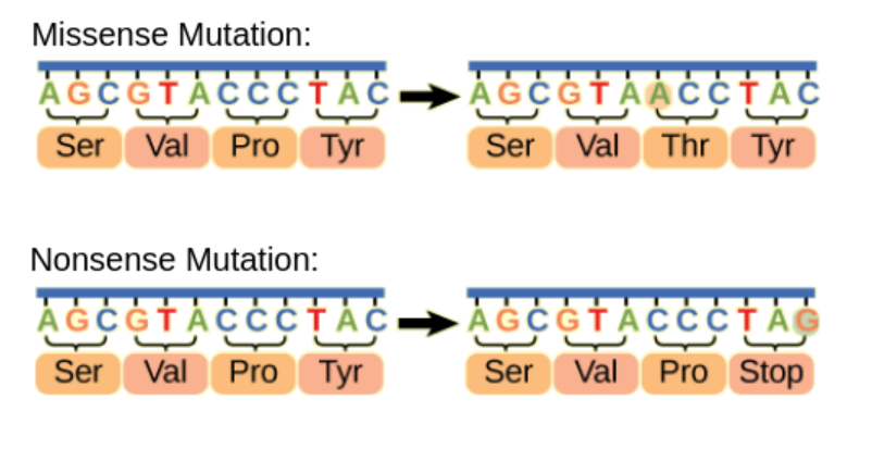 <p>Despite both being point mutations, missense will result in an altered codon, which will code for a different amino acid whereas nonsense will code for a stop codon, instead of an amino acid.</p>