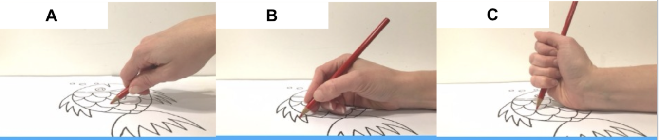 <p><span>The figure below illustrates three types of grasps (labelled A, B and C) used for drawing and writing. What is the typical sequence in which these grasp types first appear during development?</span></p>