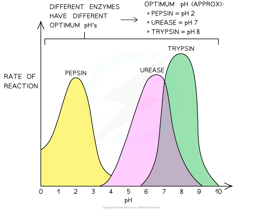 <ul><li><p>H⁺ ions affect R-groups and ionic bonds</p></li><li><p>Break the structure of active sites</p></li></ul><p></p>