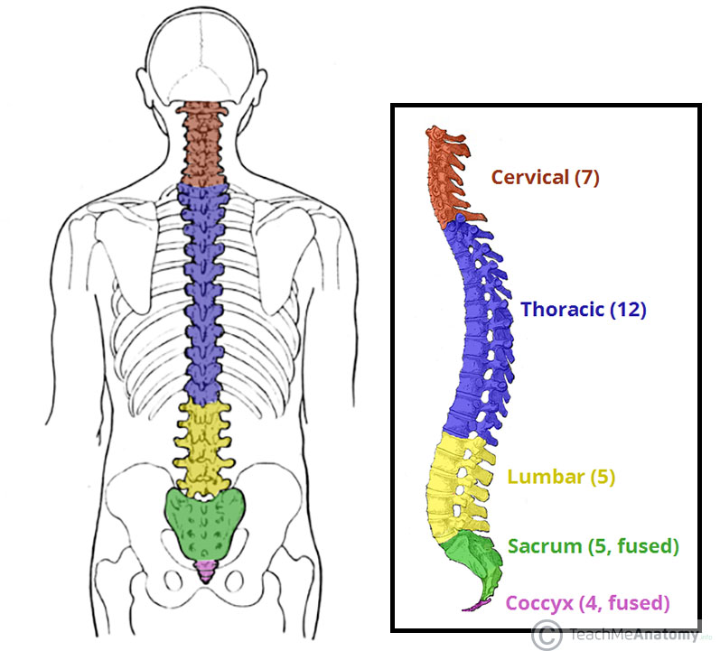 cervical, thoracic, lumbar, sacrum, coccyx