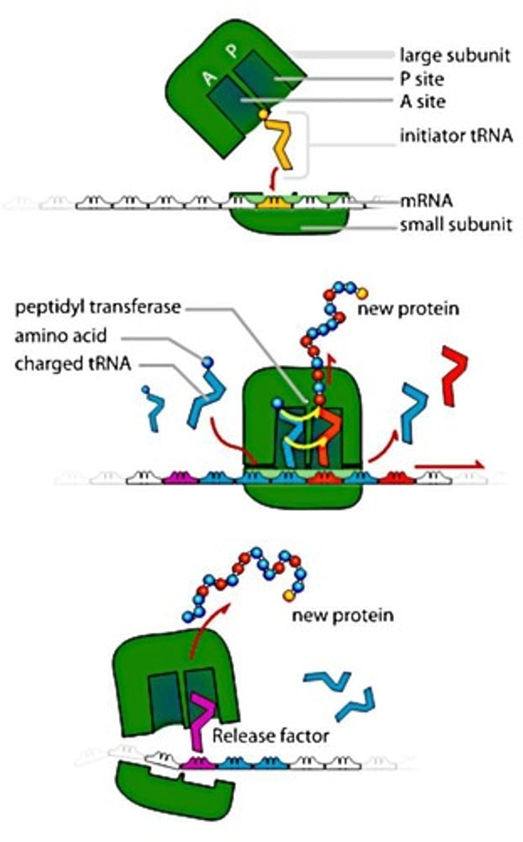 <p>Structures within the cytoplasm of all cells that provide a site to make proteins coded by DNA.</p>
