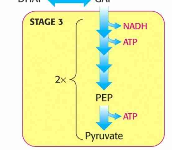 <p>Energy extracted</p><p>2× 2 atp / molecule of glucose </p><p>the oxidation of three carbon fragments yields atp</p>