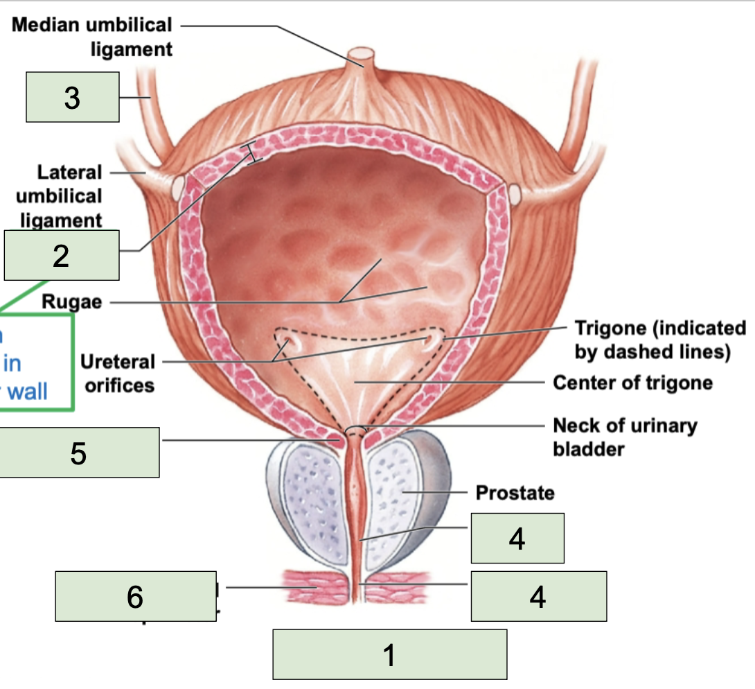 <p><span style="background-color: transparent;"><span>smooth muscle found in the wall of the urinary bladder (2)</span></span></p>