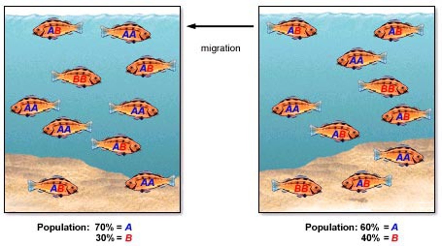 <p>movement of alleles from one population to another</p><p>ex. migration</p>