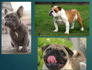 <p>Brachycephalic obstructive airway syndrome in Dogs </p>