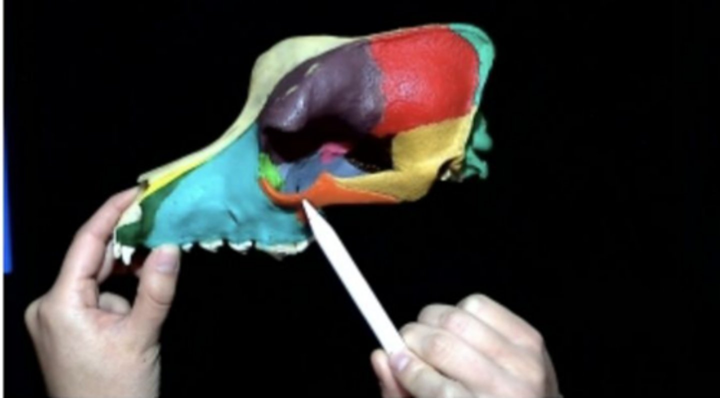 <p>Comprised of both the jugal and squamosal bones</p>