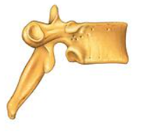 <p><span>Name this type of vertebra</span></p>
