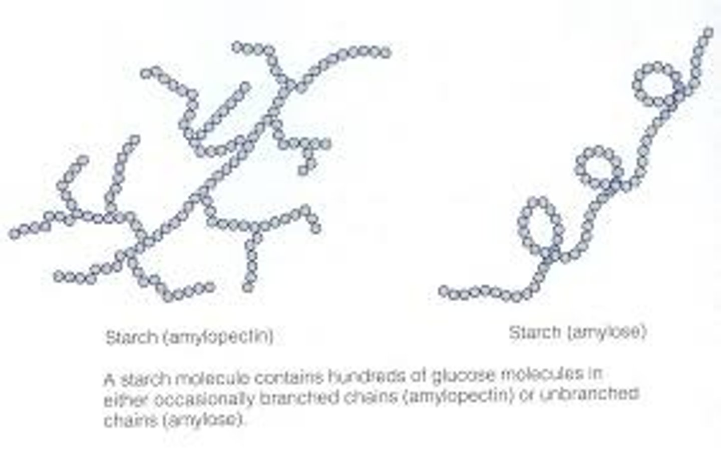 <p>two types of polysaccharides in starch</p>