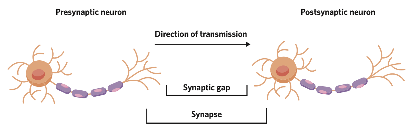 the region that includes the axon terminals of the presynaptic neuron, the synaptic gap, and the dendrites of the postsynaptic neuron