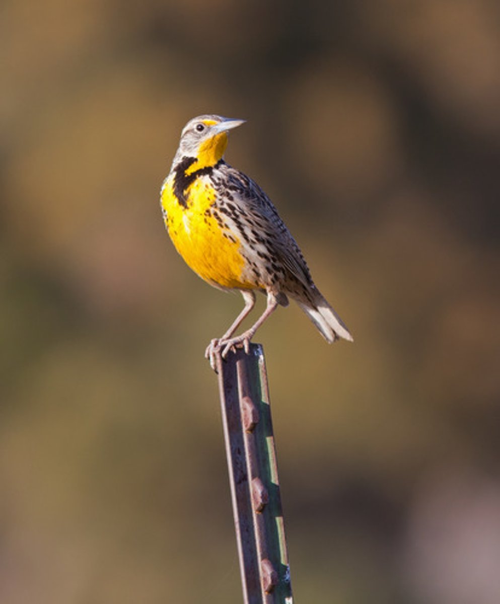 <p>Icteridae</p>