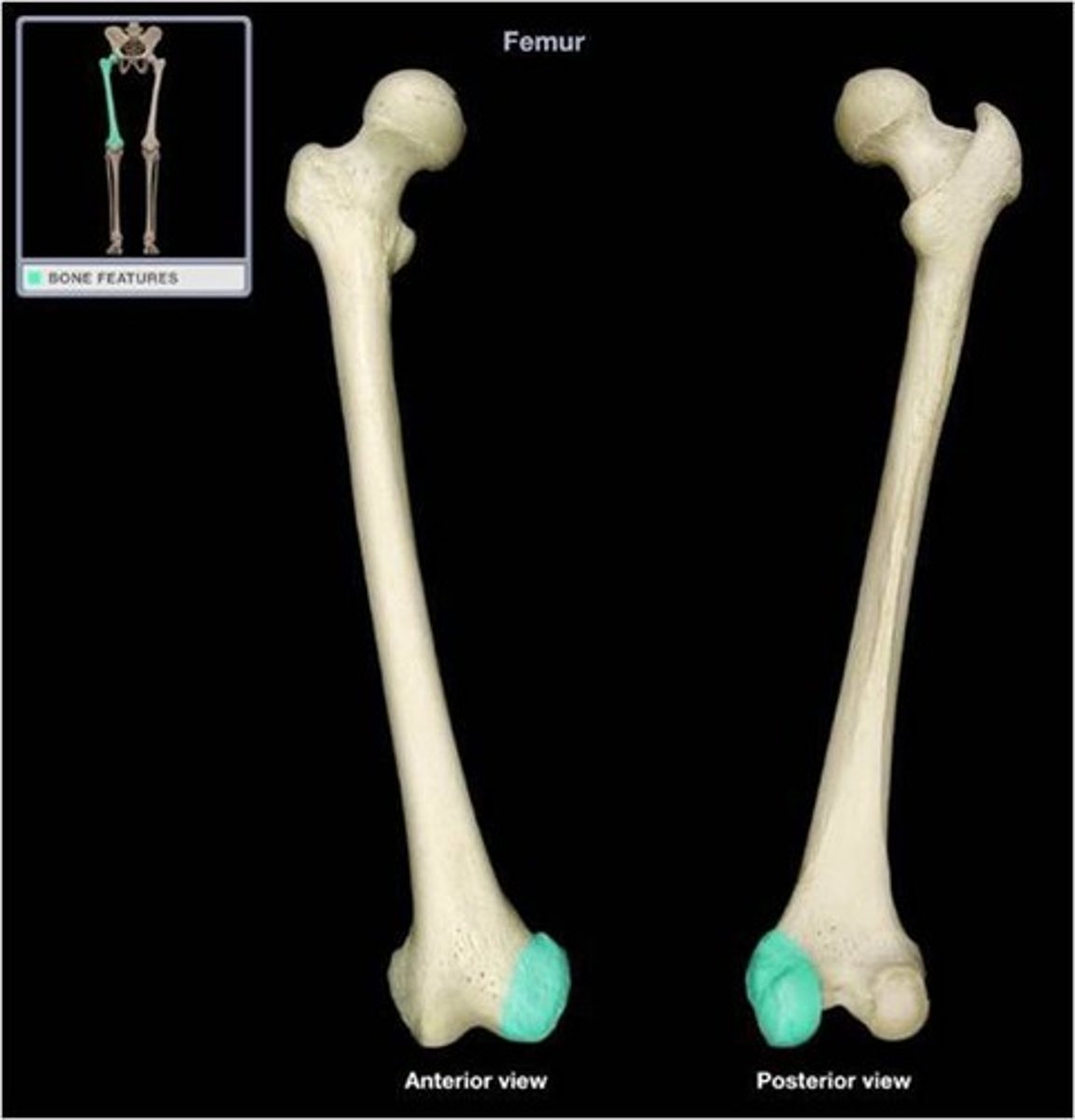 <p>What is a smooth, "C"-shaped process for articulation called?</p>
