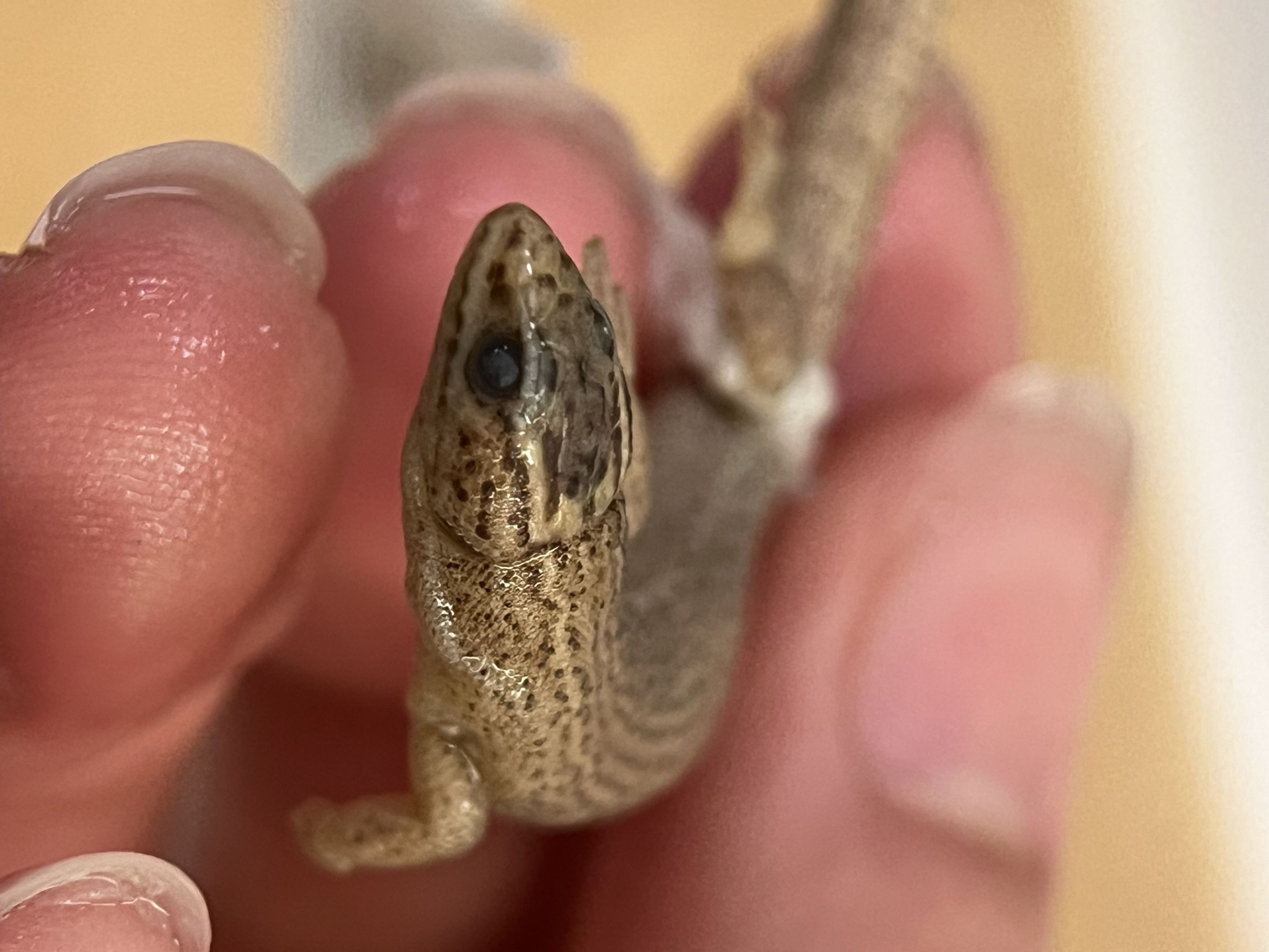 <p>Family?<br>- New world</p><p>- large scales on head</p><p>- Immovable eye-lids</p><p><strong>- Large Eyes</strong></p><p><strong>- Beady skin</strong></p><p><strong>- Bead skin behind eyes</strong></p><p>~50 species</p>